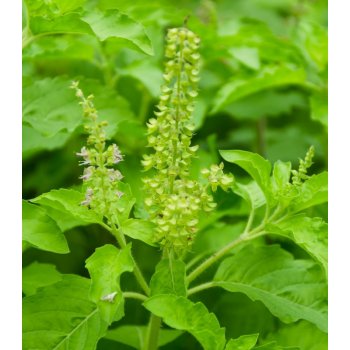 Bazalka indická Tulsi - Ocimum tenuiflorum - semena bazalky - 50 ks