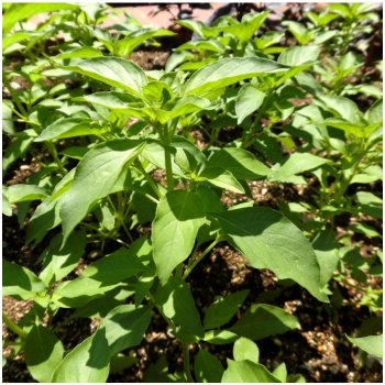 Bazalka Lime - Ocimum basilicum - semena bazalky - 0,3 g