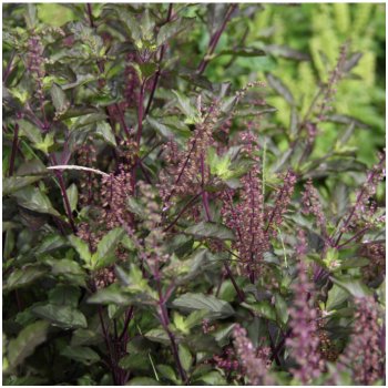 Bazalka posvátná červená Holy red - Ocimum tenuiflorum basil - semena bazalky - 30 ks