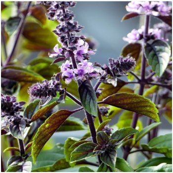 Bazalka skořicová - Ocimum basilicum - semena bazalky - 50 ks