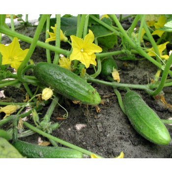 BIO Okurka nakládačka Hokus - Cucumis sativus - bio semena okurky - 10 ks