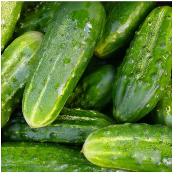 BIO okurka nakládačka Vorgebirgstrauben - Cucumis sativus - bio osivo okurky - 10 ks