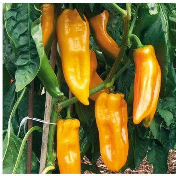 BIO Paprika Palladio F1 - Capsicum annuum - bio semena papriky - 5 ks