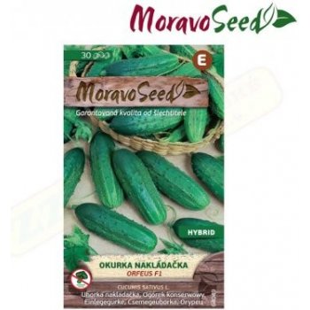 MORAVOSEED Okurka nakládačka hruboostná ORFEUS F1 - hybrid 64049