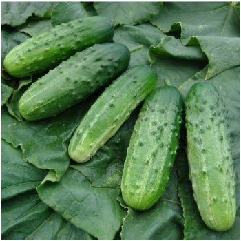 Okurka nakládačka Altaj F1 - Cucumis sativus - osivo okurky - 15 ks