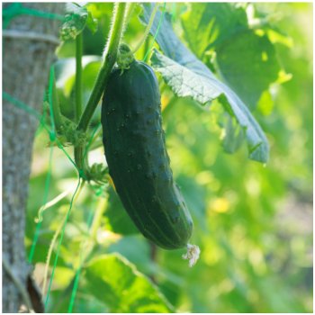 Okurka nakládačka Hokus - Cucumis sativus - osivo okurky - 15 ks