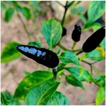 Paprika Black Knight F1 - Capsicum annuum - osivo papriky - 7 ks