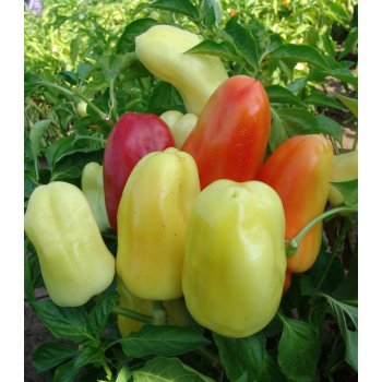 Paprika Boneta - Capsicum annuum - osivo papriky - 20 ks