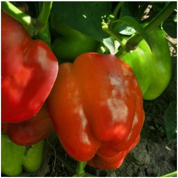 Paprika Granova - Capsicum annuum - semena - 50 ks