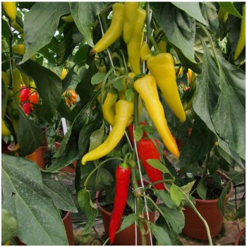 Paprika kozí/beraní roh Sora - Capsicum annuum - semena - 55 ks