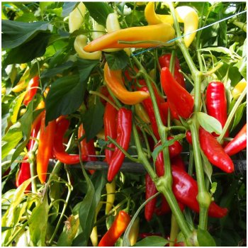 Paprika kozí roh Harriet – Capsicum annuum – semena chilli – 45 ks