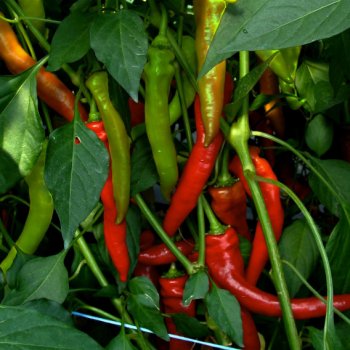 Paprika kozí roh Poseidon – Capsicum annuum – semena chilli – 15 ks