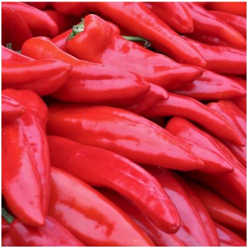 Paprika Lipari F1 - Capsicum annuum - semena papriky - 5 ks