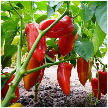 Paprika Meika - Capsicum annuum - osivo papriky - 20 ks