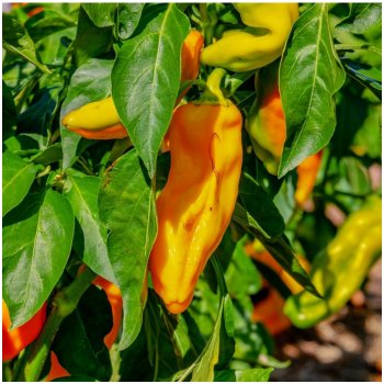 Paprika oranžová Ornela - Capsicum annuum - semena papriky - 50 ks