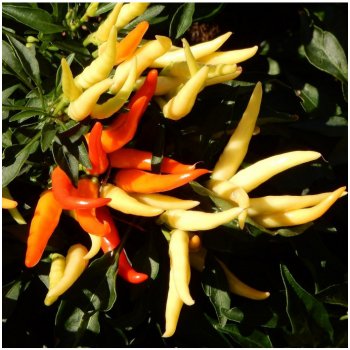 Paprika Poupila - Capsicum annuum - osivo papriky - 50 ks