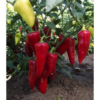 Paprika Sakura - Capsicum Annuum - semena - 30 Ks